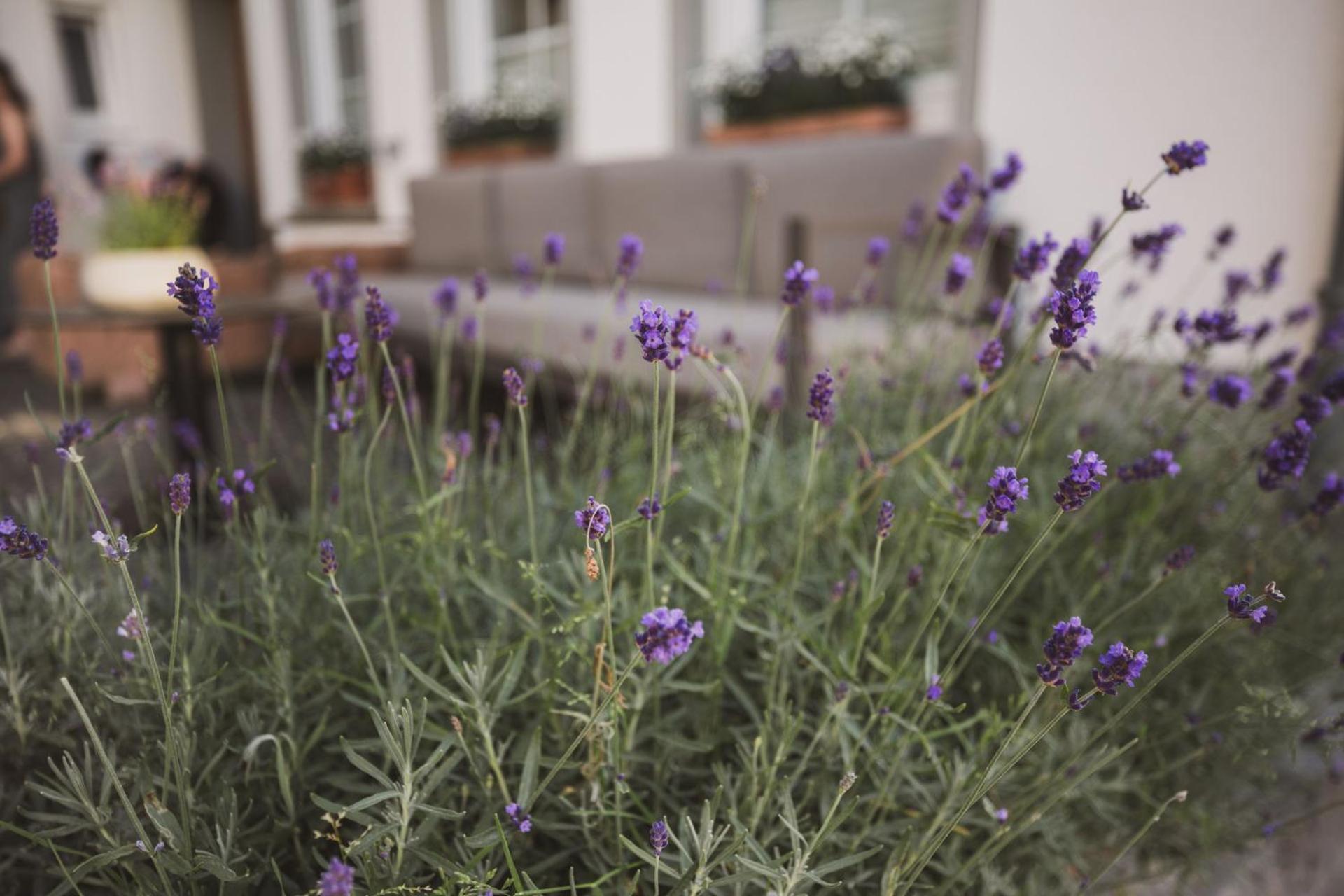 Weingut Gehlen-Cornelius Hotel Brauneberg Exterior photo
